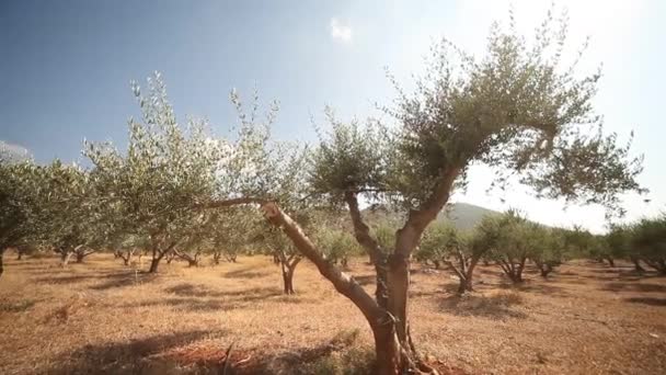 Olijfbomen op plantage — Stockvideo