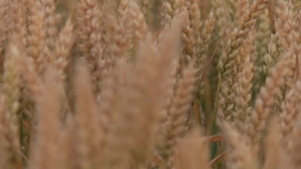 Campo de grano de trigo — Vídeo de stock