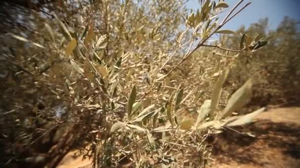 Olive trees on plantation — Stock Video