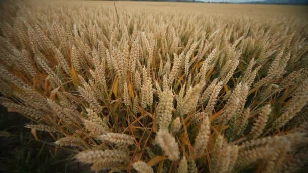 Campo de grano en verano — Vídeos de Stock