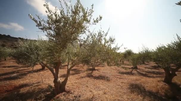 Olive trees on plantation — Stock Video