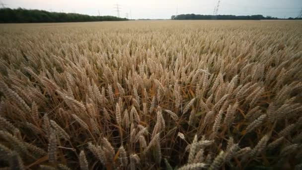 夏の穀物畑 — ストック動画