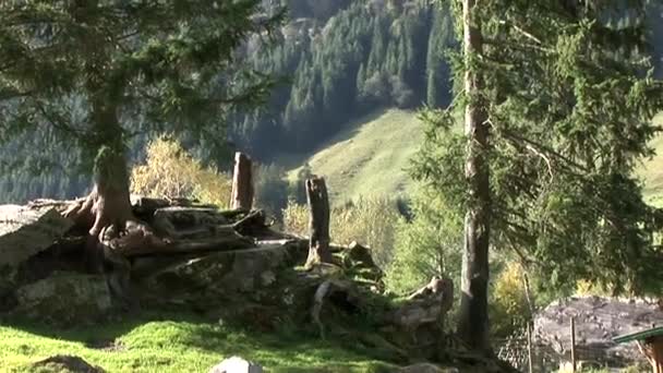 오스트리아 알프스의 숲 — 비디오