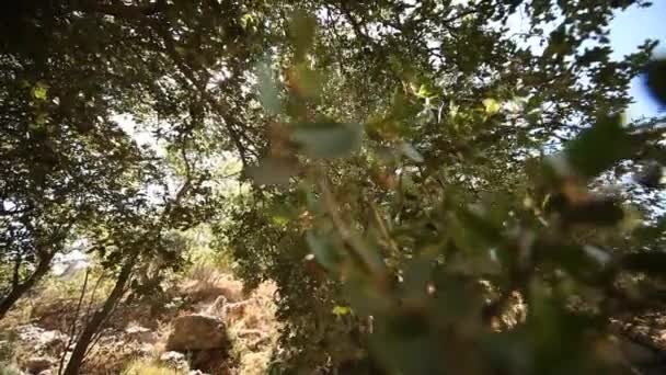 Garden with trees in greece — Stock Video