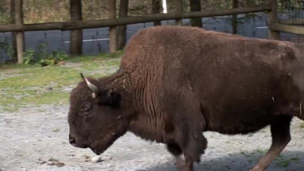 Buffalos — Stock video