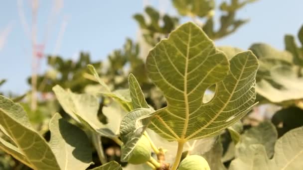 Fig tree — Stock Video