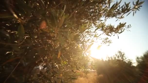 Olive trees on plantation — Stock Video