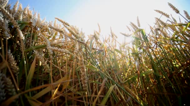 Trigo en verano — Vídeos de Stock