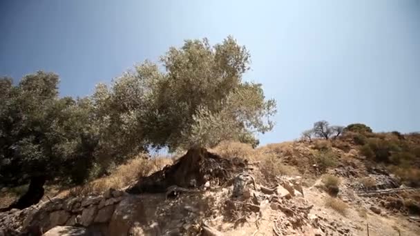 Оливковые деревья на плантациях — стоковое видео