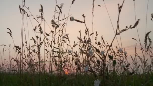 Акрі на заході сонця в Німеччині — стокове відео