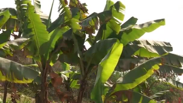 Banana plants — Stock Video