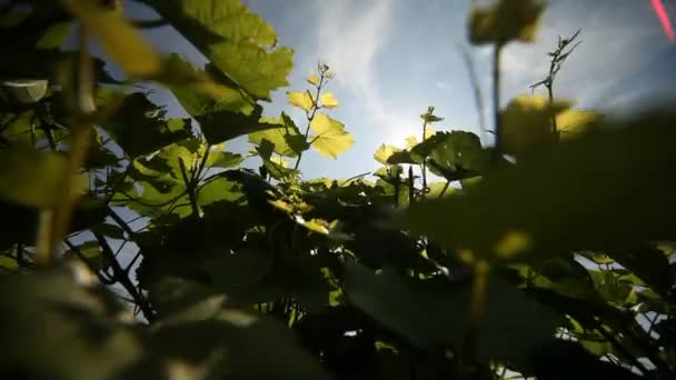Vineyard in germany — Stock Video