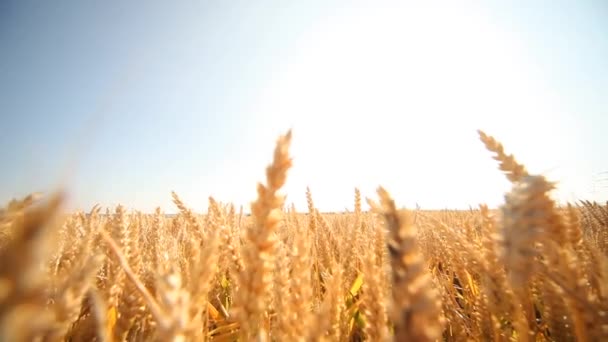 Happy woman in Grainfield — Stock Video