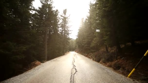जंगल में देश सड़क पर ड्राइविंग — स्टॉक वीडियो