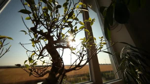 Pokojové rostliny a bonsaje — Stock video