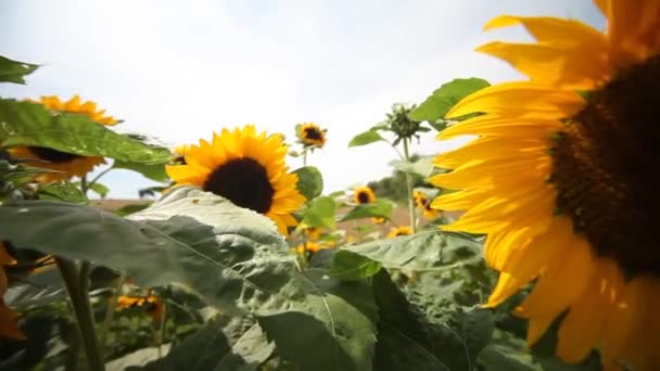 Sunflowers dancing in the wind. — Stock Video