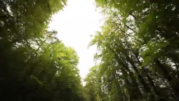 Conducir en el bosque en el Tirol del Sur — Vídeos de Stock