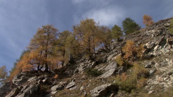 Hutan di Pegunungan Alpen Austria — Stok Video