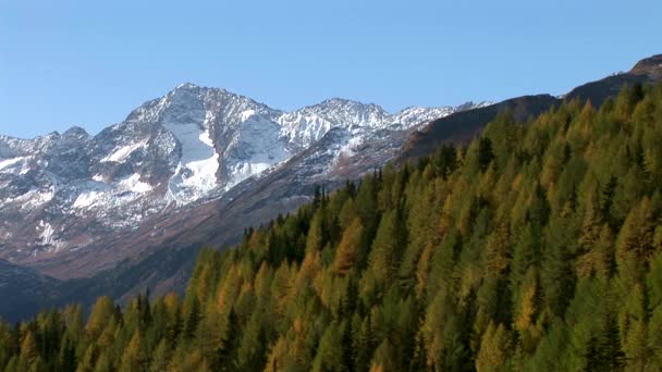 Лес в Австрийских Альпах — стоковое видео