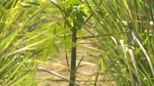 Mango plant — Stock Video