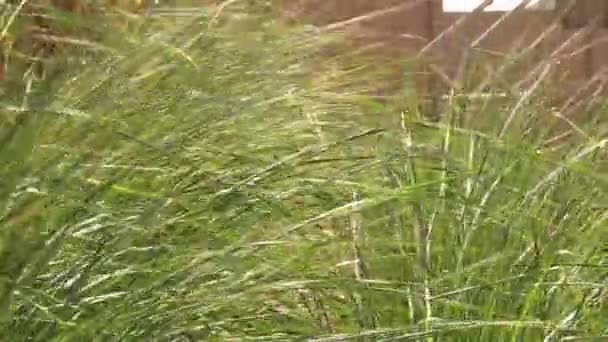 Grass plants — Stock Video