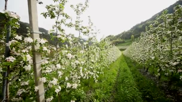苹果种植园 — 图库视频影像