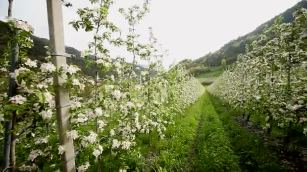 Plantación de manzana — Vídeo de stock