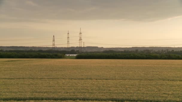 Campo de grano cosechado — Vídeo de stock