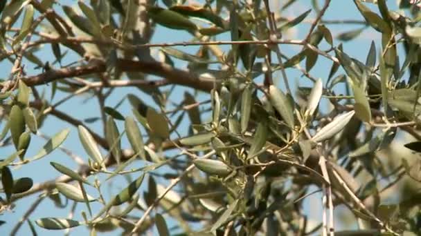 Olive tree plantation — Stock Video