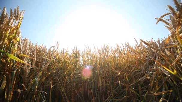 Getreidefeld im Sommer — Stockvideo