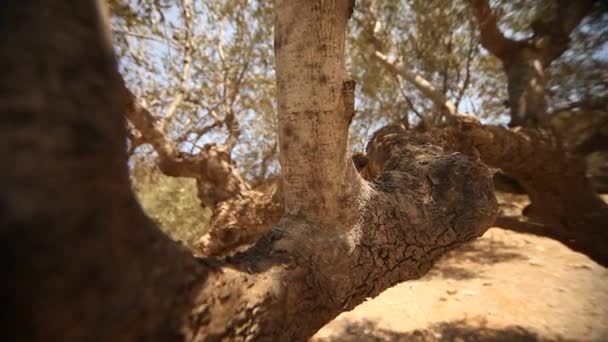 Olive trees on plantation — Stock Video