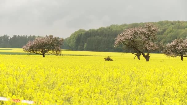 Semillas de colza — Vídeo de stock