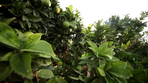 Lemon tree — Stock Video