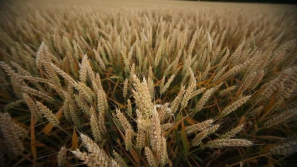 Campo de grano en verano — Vídeo de stock