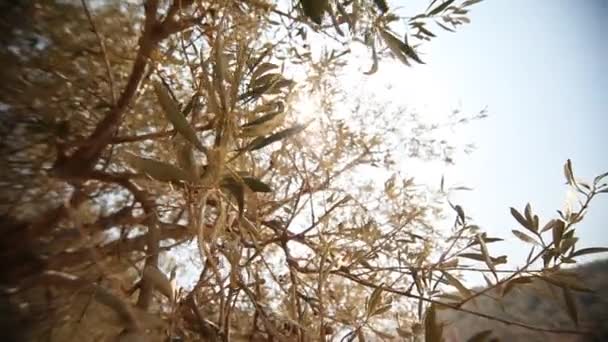 Оливкові дерева на плантації — стокове відео