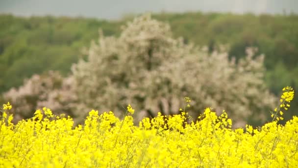 Rapeseed — Stock Video