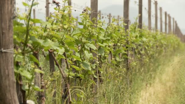 Виноград в Южном Тироле — стоковое видео