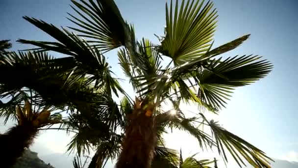 Palm trees in sun — Stock Video