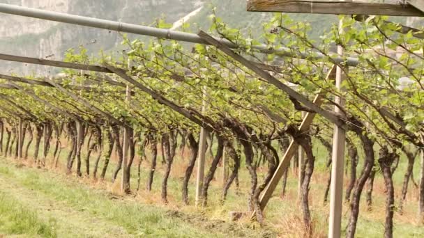 Vine vokser i Sydtyrol – Stock-video