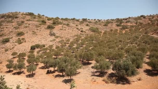 Olive trees on plantation — Stock Video