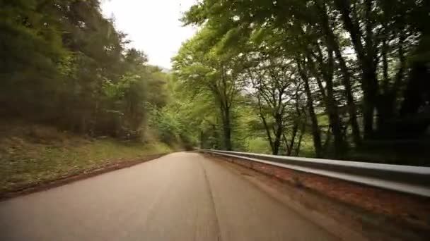 Driving forest in italy — Stock Video