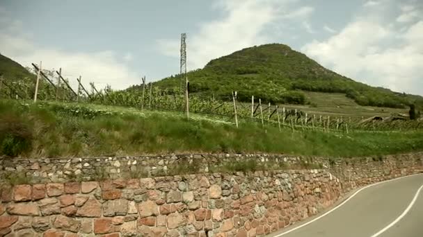 Wijnstokken groeien in Zuid-Tirol — Stockvideo