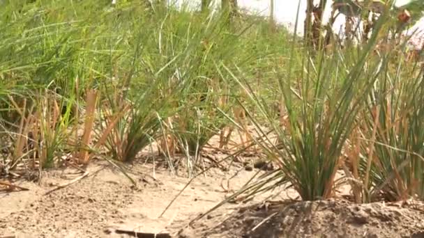 Plantas de grama — Vídeo de Stock