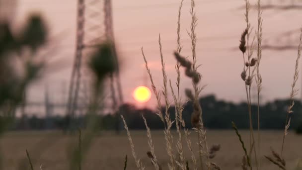 Στρεμμάτων στο ηλιοβασίλεμα στη Γερμανία — Αρχείο Βίντεο
