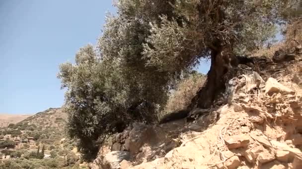 Olive trees on plantation — Stock Video