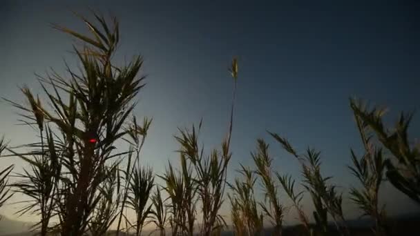 Plantas de bambu — Vídeo de Stock