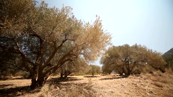 Olivos en plantación — Vídeos de Stock