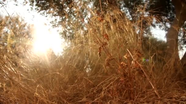 Gras mit Sonne — Stockvideo