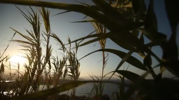 Бамбук рослин — стокове відео