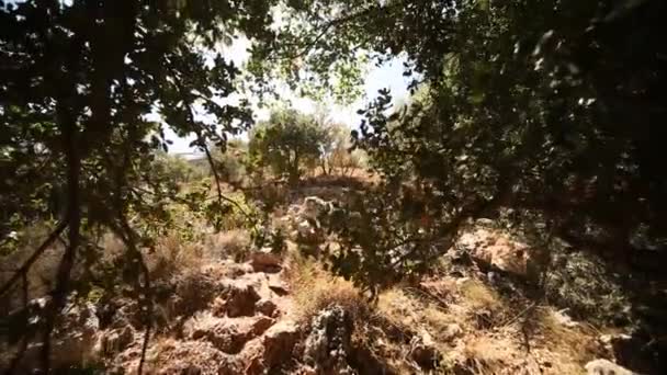Сад с деревьями в Греции — стоковое видео